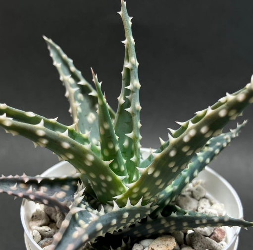 Aloe pratensis 15 Pieces Seeds