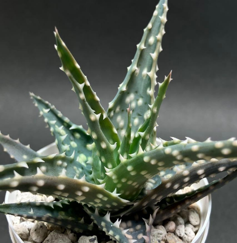 Aloe pratensis 15 Pieces Seeds