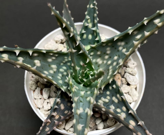 Aloe pratensis 15 Pieces Seeds