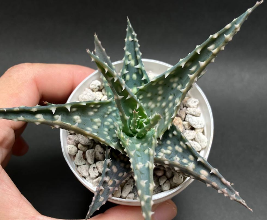 Aloe pratensis 15 Pieces Seeds