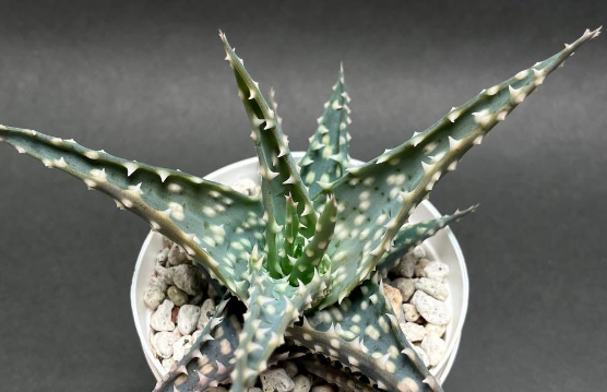 Aloe pratensis 15 Pieces Seeds