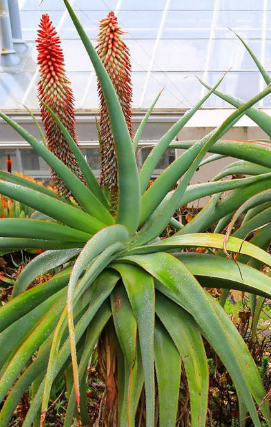 Aloe speciosa 15 Pieces Seeds