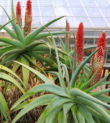 Aloe speciosa 15 Pieces Seeds