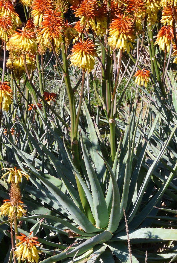 Aloe viridiflora 15 Pieces Seeds