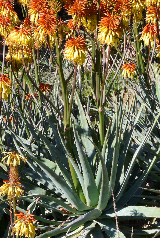 Aloe viridiflora 15 Pieces Seeds