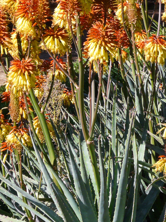 Aloe viridiflora 15 Pieces Seeds