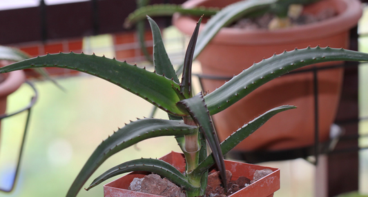 Aloe angelica 15 Pieces Seeds
