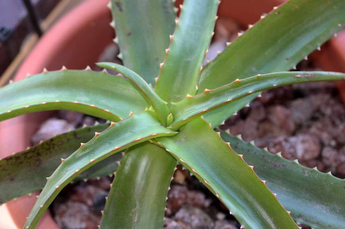 Aloe vaotsanda 15 Pieces Seeds
