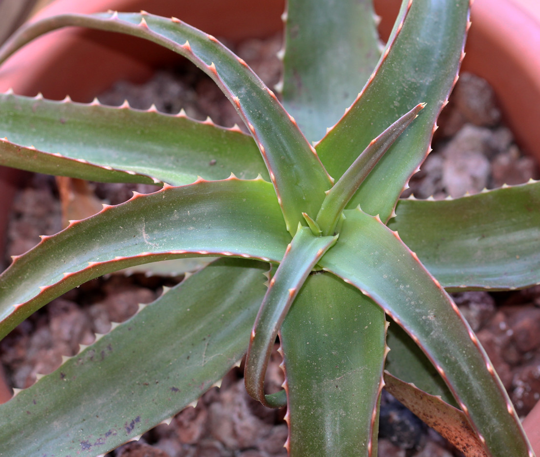 Aloe vaotsanda 15 Pieces Seeds
