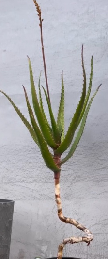 Aloe dawei 15 Pieces Seeds