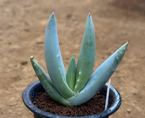 Aloe asperifolia 15 Pieces Seeds