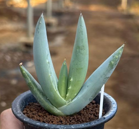 Aloe asperifolia 15 Pieces Seeds