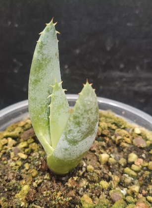 Aloe asperifolia 15 Pieces Seeds