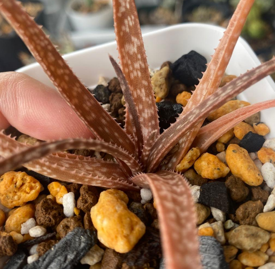 Aloe bowiea 15 Pieces Seeds
