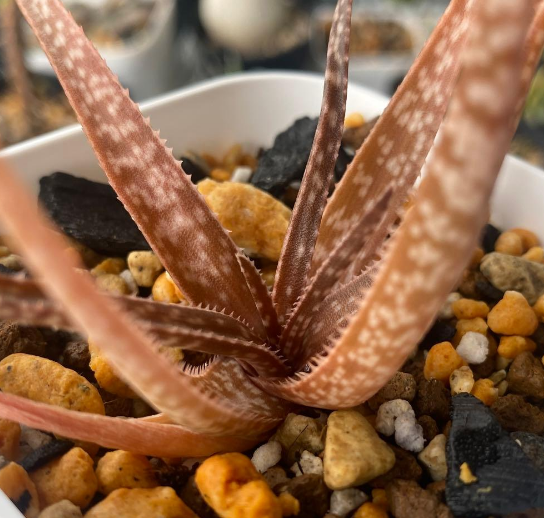 Aloe bowiea 15 Pieces Seeds