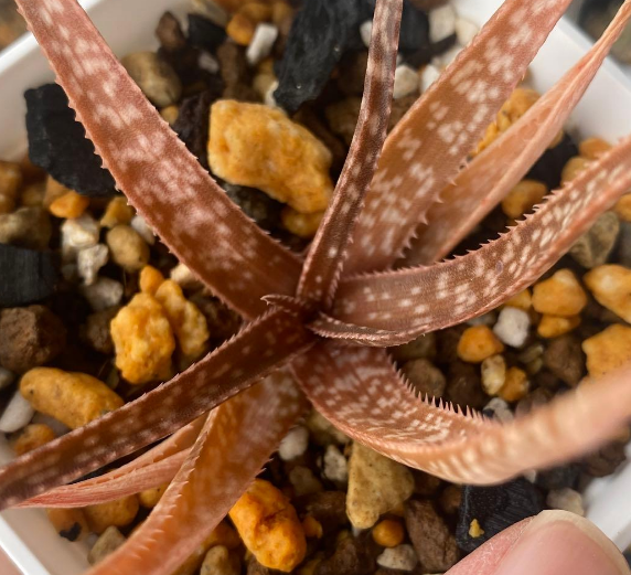 Aloe bowiea 15 Pieces Seeds