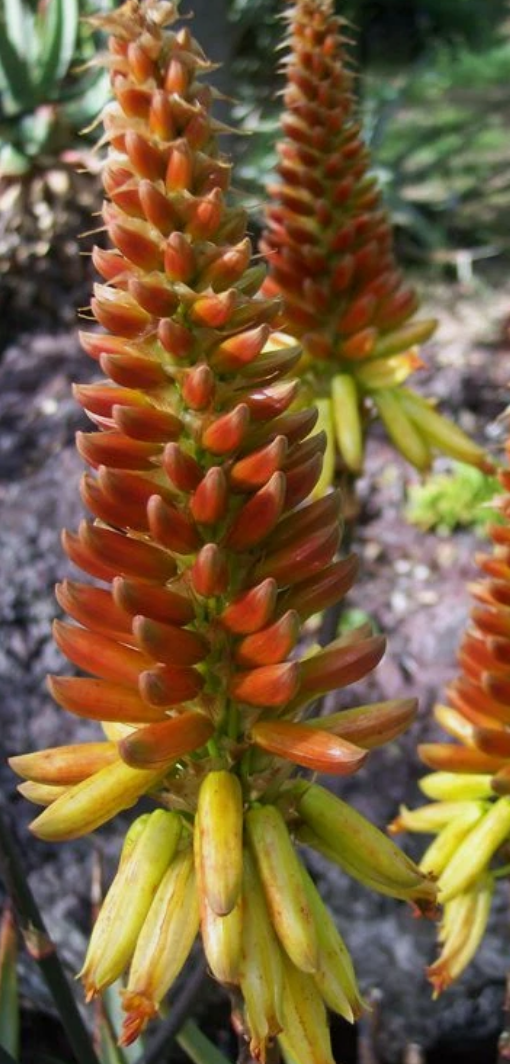 Aloe cryptopoda 15 Pieces Seeds