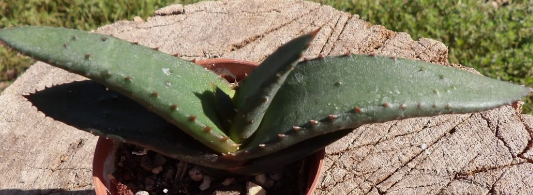 Aloe cryptopoda 15 Pieces Seeds