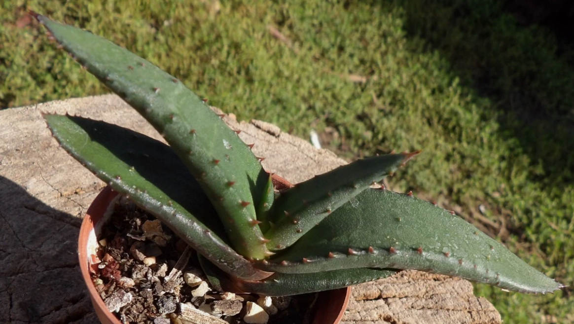 Aloe cryptopoda 15 Pieces Seeds