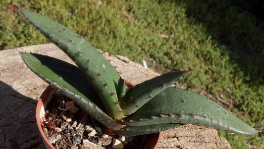 Aloe cryptopoda 15 Pieces Seeds