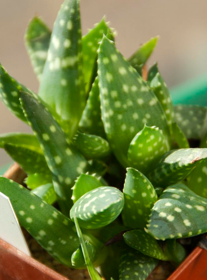Aloe framesii 15 Pieces Seeds