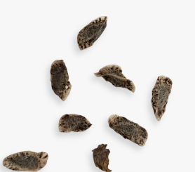 Aloe framesii 15 Pieces Seeds