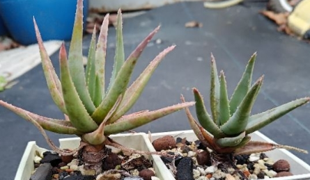 Aloe krapohliana 15 Pieces Seeds