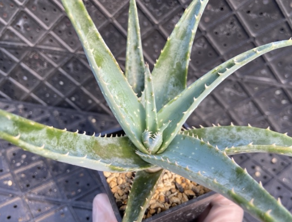 Aloe krapohliana 15 Pieces Seeds