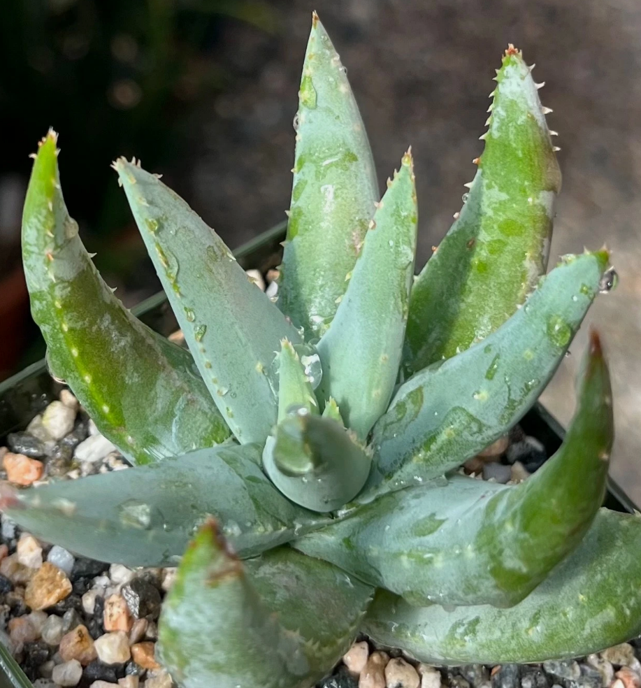 Aloe krapohliana var. dumoulinii 15 Pieces Seeds