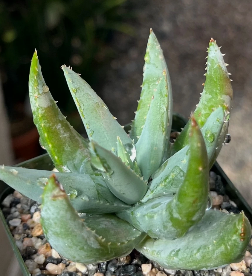 Aloe krapohliana var. dumoulinii 15 Pieces Seeds