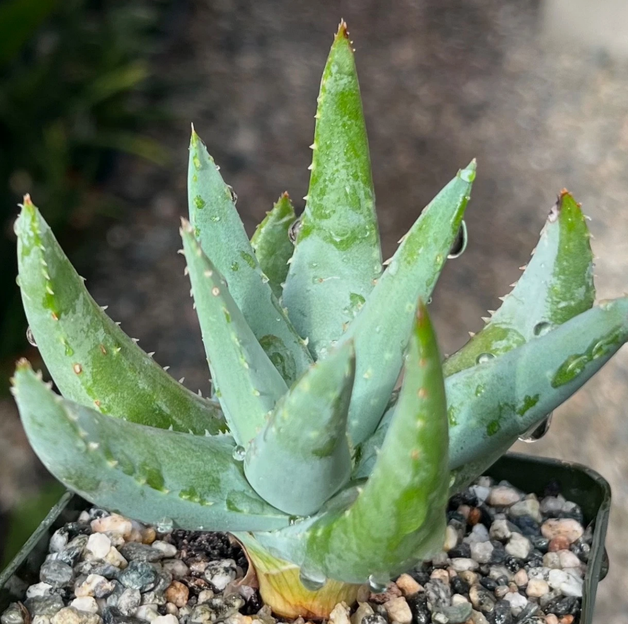 Aloe krapohliana var. dumoulinii 15 Pieces Seeds