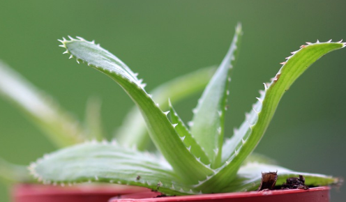 Aloe pluridens 15 Pieces Seeds