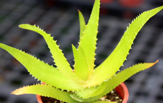 Aloe pluridens 15 Pieces Seeds
