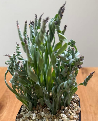 Albuca concordiana 5 Pieces Seeds