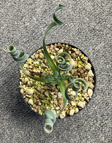 Albuca concordiana 5 Pieces Seeds