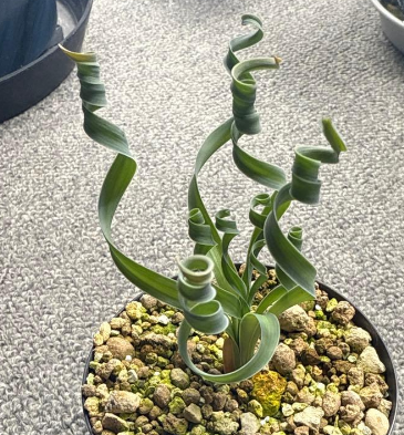 Albuca concordiana 5 Pieces Seeds