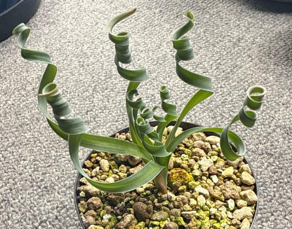 Albuca concordiana 5 Pieces Seeds