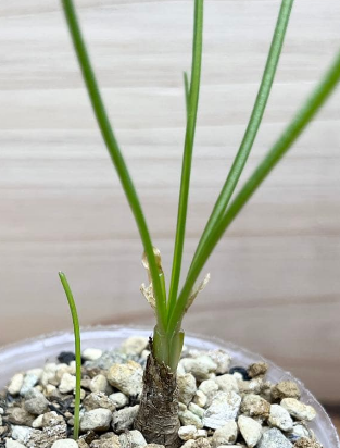 Albuca nelsonii 5 Pieces Seeds