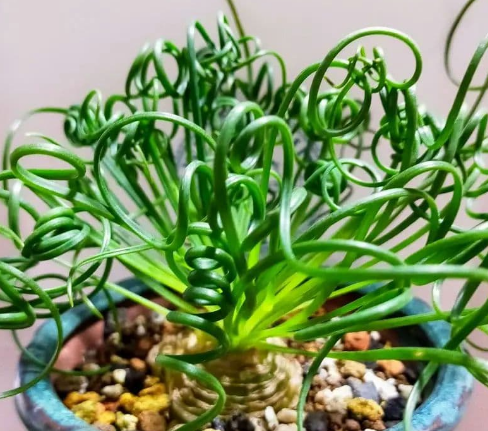 Albuca spiralis 5 Pieces Seeds