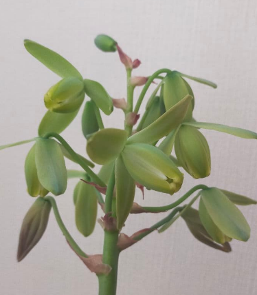 Albuca spiralis 5 Pieces Seeds