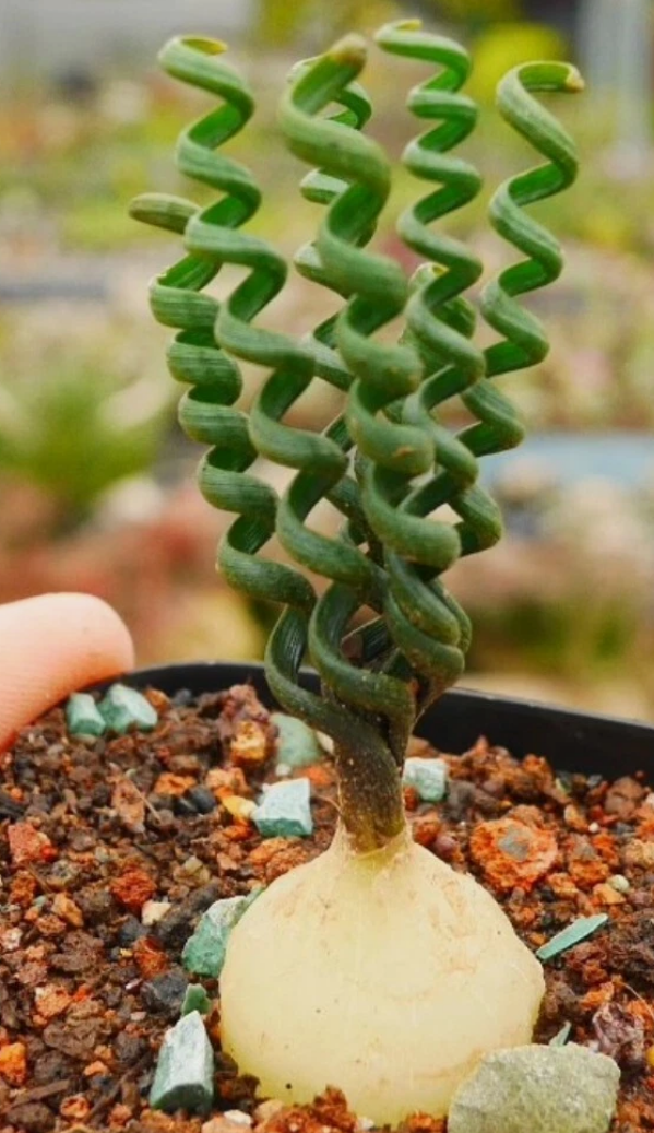 Albuca spiralis 5 Pieces Seeds