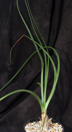 Albuca tortuosa 5 Pieces Seeds