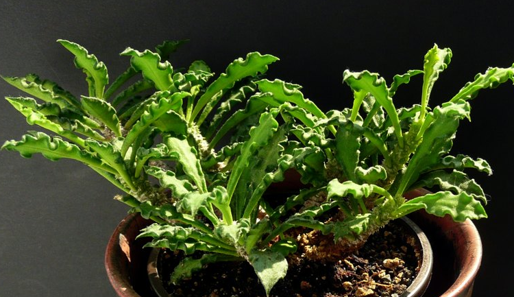 Euphorbia boiteaui 7 Pieces Seeds