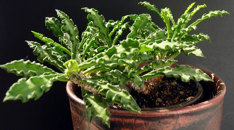 Euphorbia boiteaui 7 Pieces Seeds