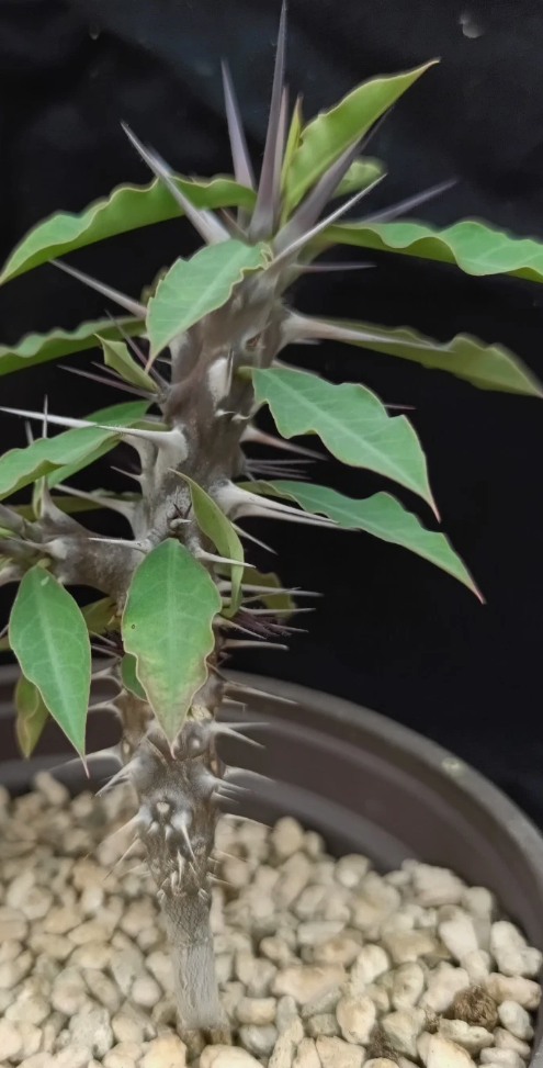 Euphorbia gigantea 7 Pieces Seeds