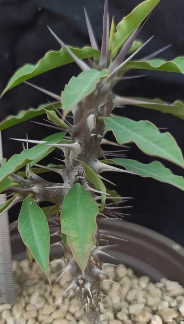 Euphorbia gigantea 7 Pieces Seeds