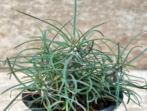 Euphorbia gottlebei 7 Pieces Seeds