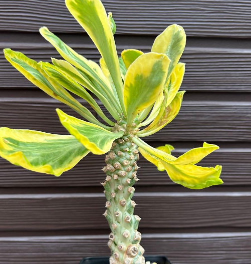 Euphorbia poissonii 5 Pieces Seeds