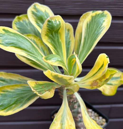 Euphorbia poissonii 5 Pieces Seeds