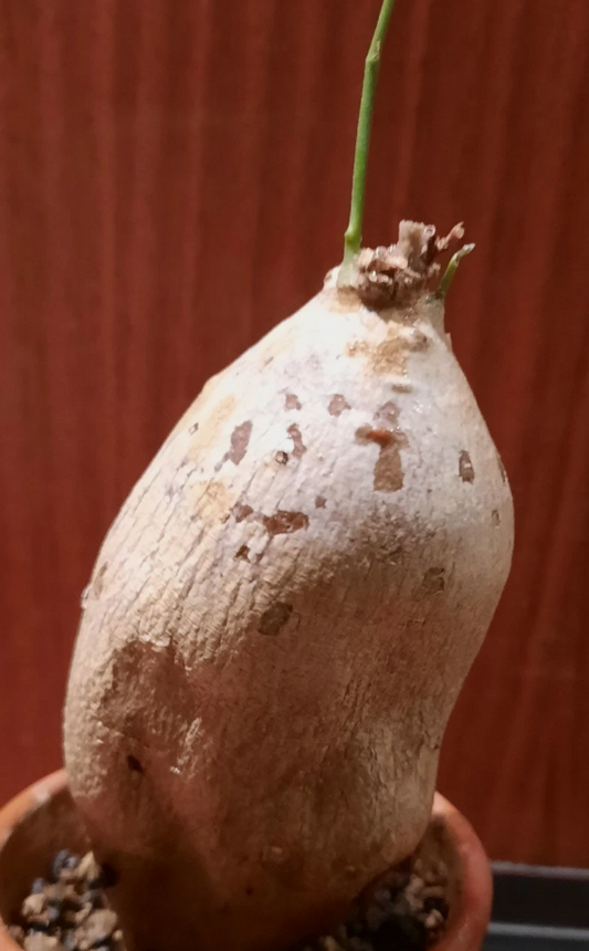 Raphionacme zeyheri 5 Pieces Seeds